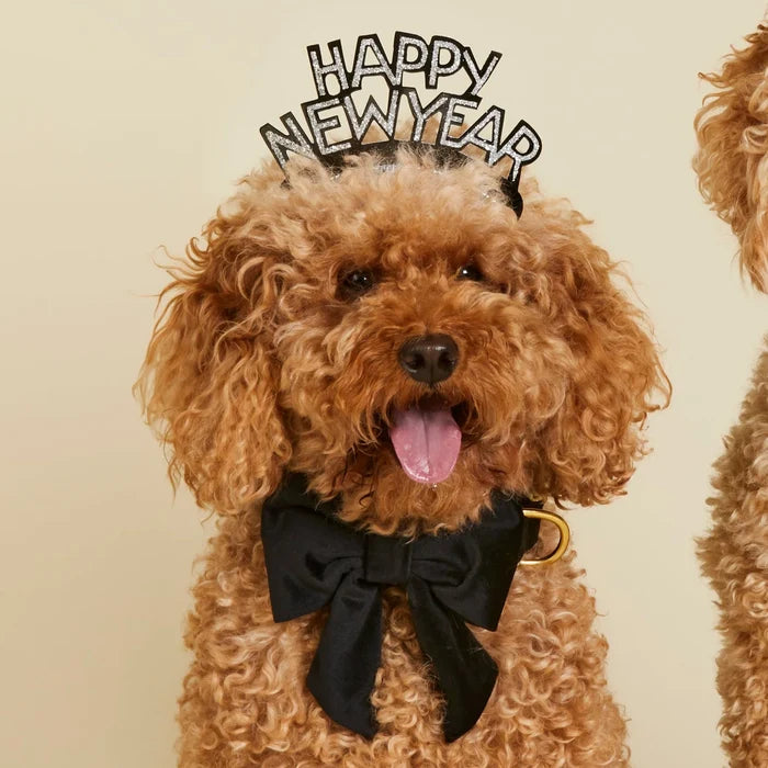 Black Velvet Dog Bow - Giftware - The Foggy Dog