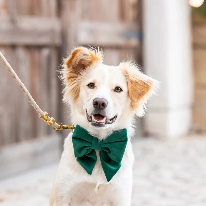 Forest Green Velvet Dog Bow - Giftware - The Foggy Dog