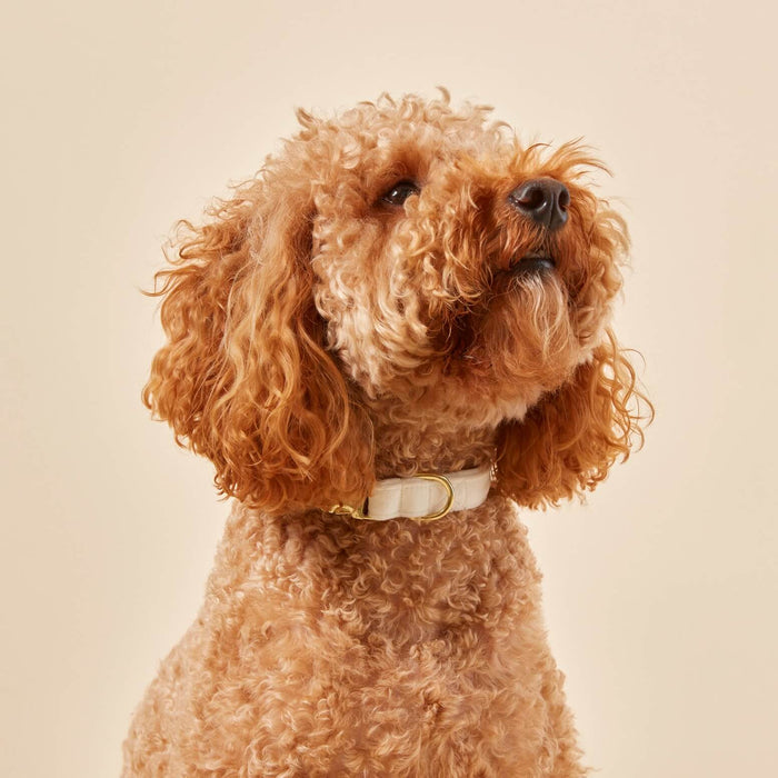 Ivory & Gold Velvet Dog Collar - Giftware - The Foggy Dog